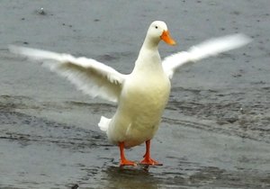 Eendeweer VERBLY Boere